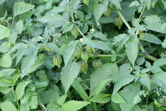 Physalis angulata